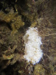 Tritoniopsis elegans