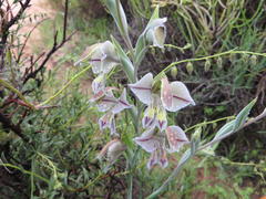 Gladiolus orchidiflorus