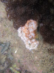 Tritoniopsis elegans