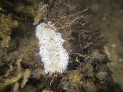 Tritoniopsis elegans