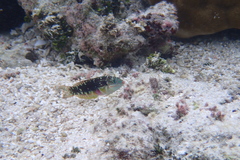 Halichoeres margaritaceus