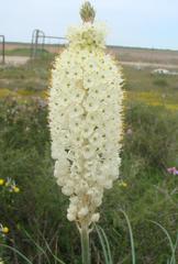 Bulbinella eburniflora