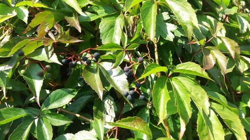 pavinič popínavý (Parthenocissus inserta)