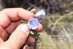 Lobostemon marlothii