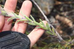 Lobostemon marlothii