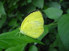 Eurema hecabe hecabe