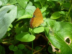 Heliophorini