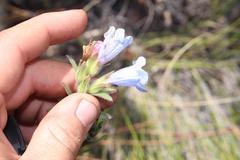 Lobostemon marlothii