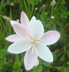 Hesperantha cucullata