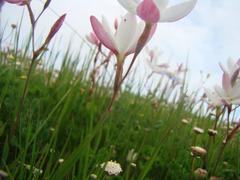 Hesperantha cucullata