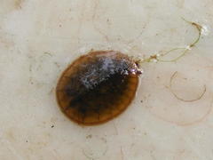 Afrobrianax ferdyi