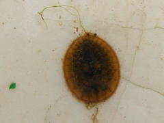 Afrobrianax ferdyi