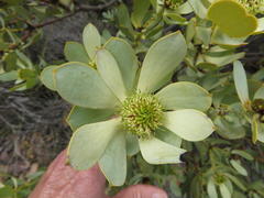 Leucadendron loranthifolium