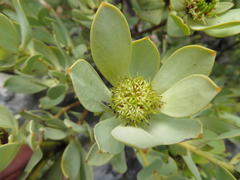 Leucadendron loranthifolium