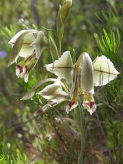Gladiolus orchidiflorus
