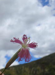 Dianthus bolusii