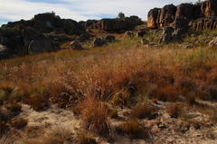 Themeda triandra