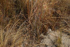 Themeda triandra