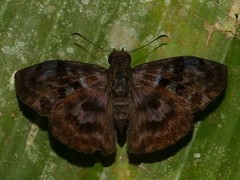 Ebrietas anacreon anacreon