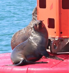 Arctocephalus pusillus pusillus