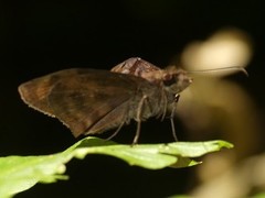 Ebrietas anacreon anacreon