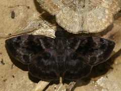 Ebrietas infanda