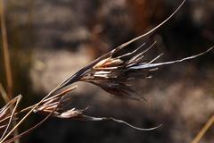 Themeda triandra