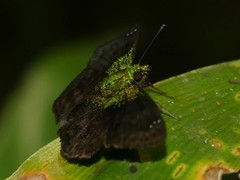 Gorgopas trochilus