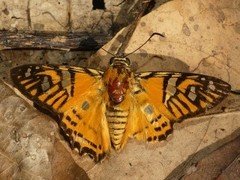Myscelus nobilis