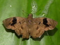 Xispia quadrata