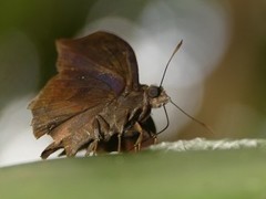 Xispia quadrata