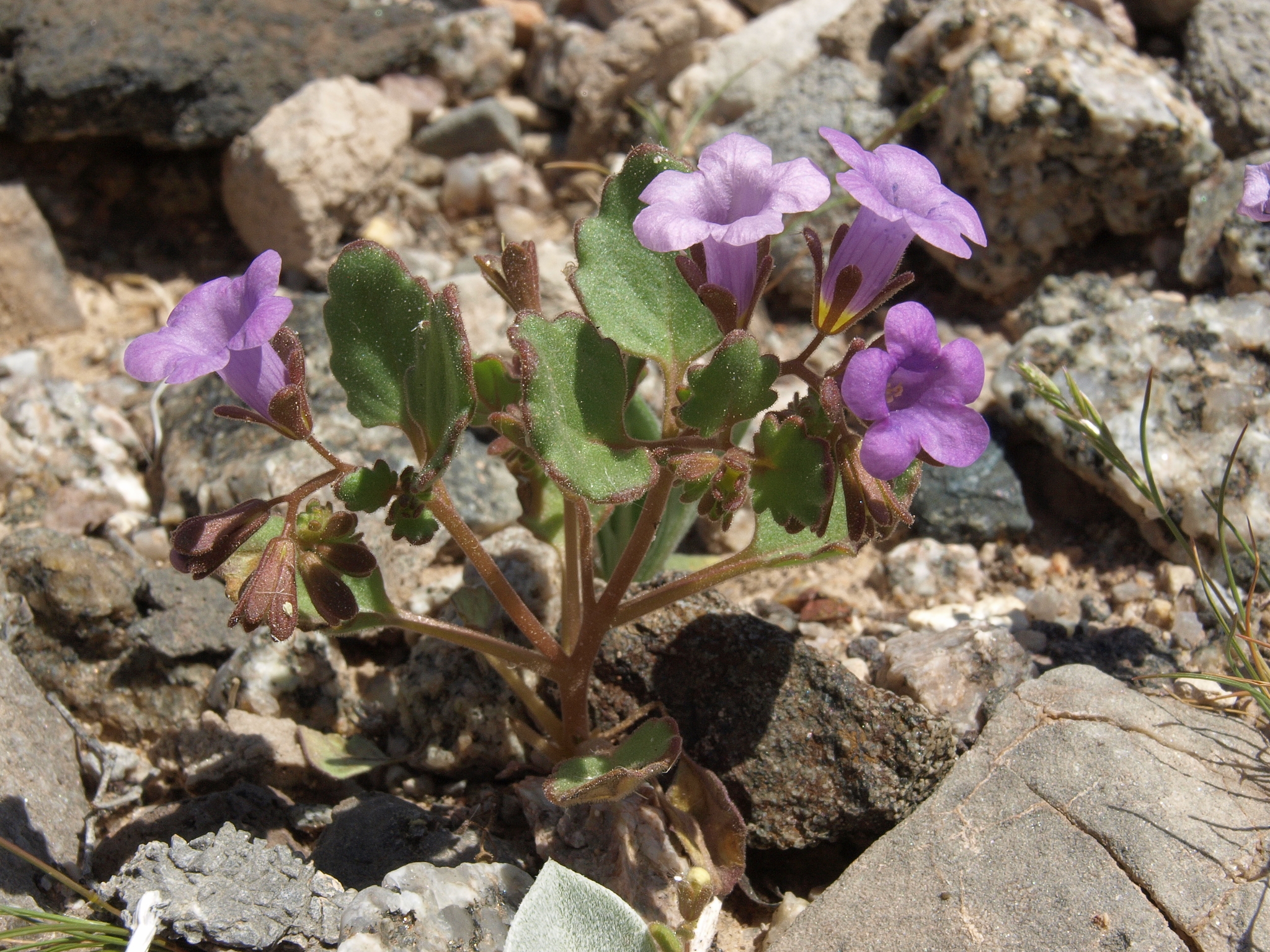 Phacelia pulchella