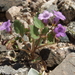 Beautiful Scorpionweed - Photo (c) Jim Morefield, some rights reserved (CC BY)