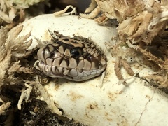 Pituophis melanoleucus melanoleucus