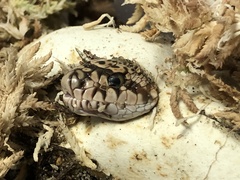 Pituophis melanoleucus melanoleucus