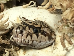 Pituophis melanoleucus melanoleucus