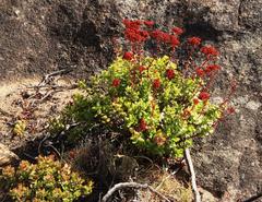 Crassula undulata