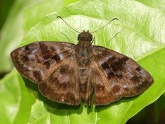 Ebrietas anacreon anacreon