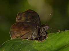 Ebrietas anacreon anacreon