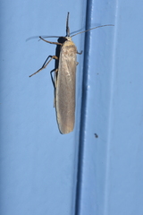 Eilema pseudocomplana