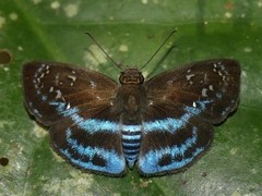 Quadrus contubernalis