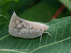 Lawana conspersa
