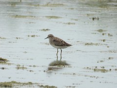 Calidris subminuta