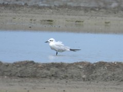 Gelochelidon nilotica