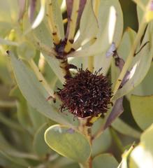 Leucadendron loranthifolium