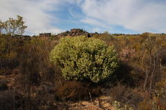 Leucadendron loranthifolium