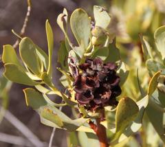 Leucadendron loranthifolium