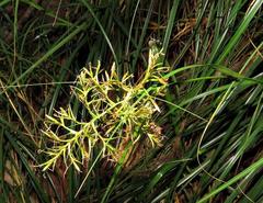 Carex multispiculata image