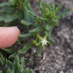 Aspidoglossum heterophyllum