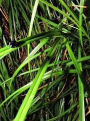 Carex multispiculata image